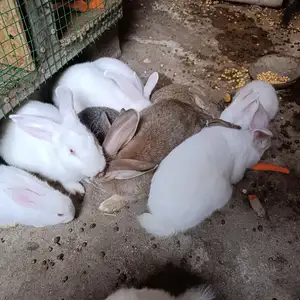 Кролик, Душанбе