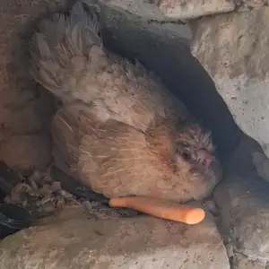 Мург курк, Душанбе
