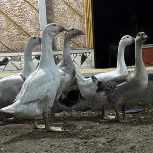 Гоз, Худжанд