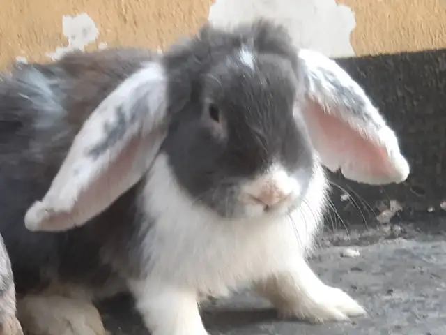 Французский кролик, Вахдат