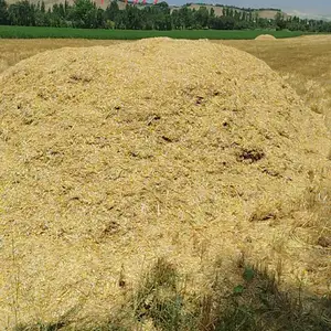 Каҳи гандум, Душанбе