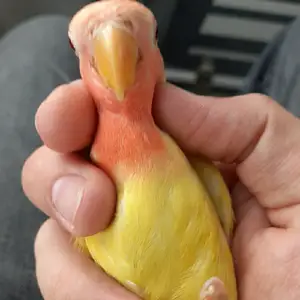 Попугай, Душанбе
