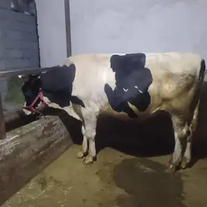 Бука, Вахдат