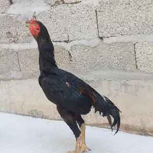 Дакани саман, Душанбе