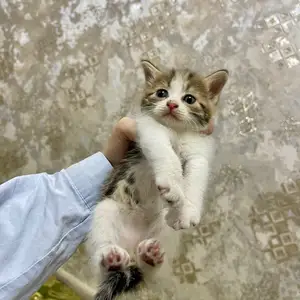 Шотландские котята, Душанбе