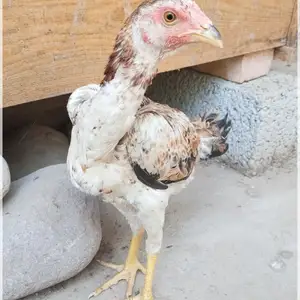 Чуҷаи Дакан мокиён, Шахринав