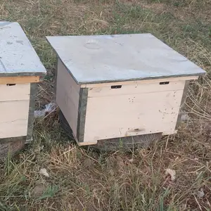 Оилаи Замбури карпат, Вахдат