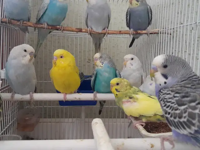 Попугай, Душанбе