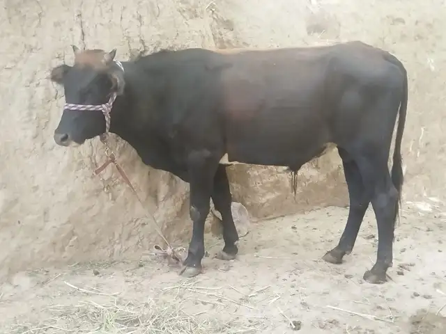 Букаи сортавой, Душанбе