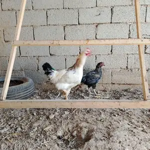 Хуруз, Турсунзаде