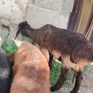 Гусфанд, Душанбе