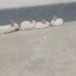 Куяно, Худжанд
