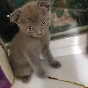 Шотландский вислоухий кот, Душанбе