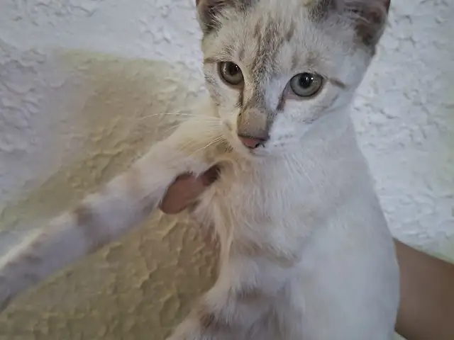 Сиамский кот, Худжанд
