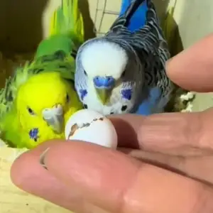 Попугай, Душанбе