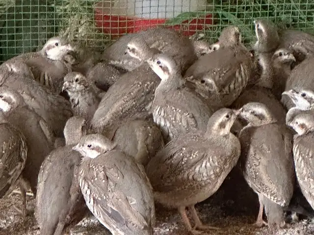 Кабк, Душанбе