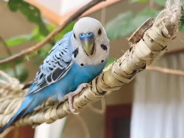 Попугай, Душанбе