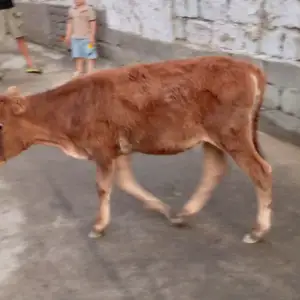 Гов, Худжанд