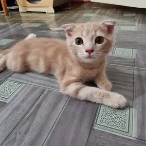 Вислоухий котенок, Хуҷанд