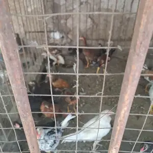 Мурғ, Турсунзаде