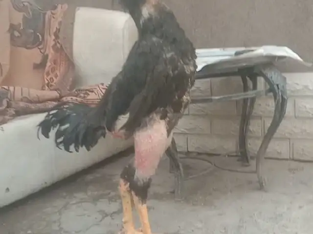 Тухми Дакан, Душанбе