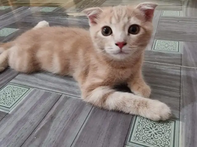 Вислоухий котенок, Хуҷанд