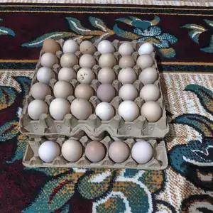 Тухми Ломан Браун, Яван