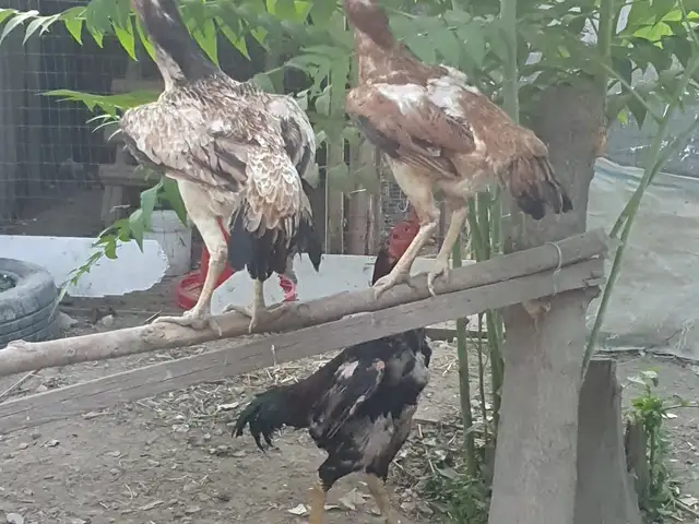 Тухми дакан, Хуросон