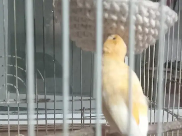 Канарейка, Конибодом