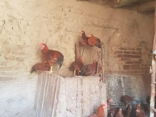 Ломан браун, Худжанд