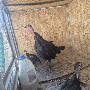 Индюк, Худжанд