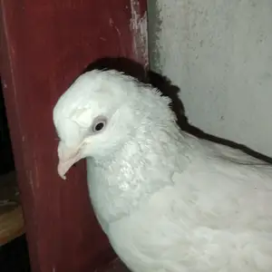 Голубь Чини Попугайклювый, Душанбе