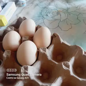 Тухми Дакан, Вахдат