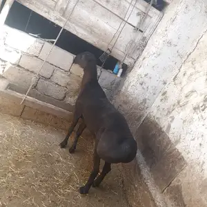 Кушкор, Куляб