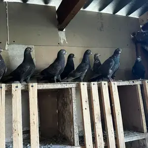 Кафтар, Душанбе