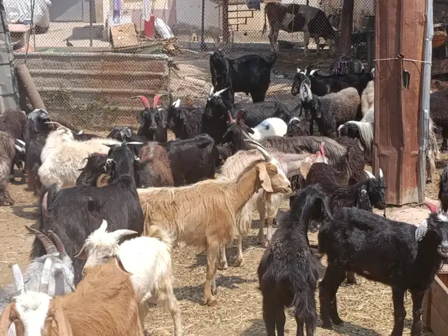 Коза, Душанбе