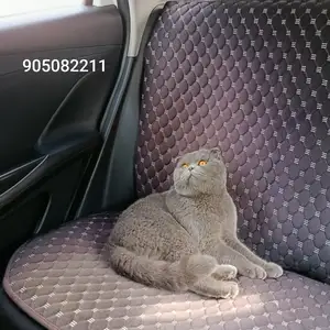 Шотландский кот на вязку, Душанбе