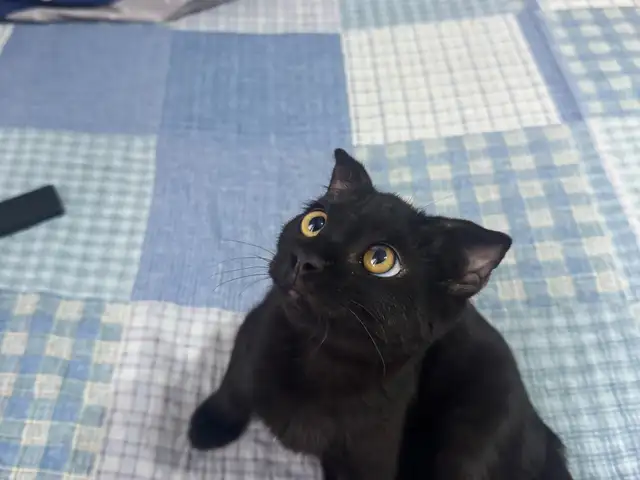 Котенок, Душанбе