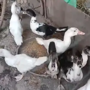 Индоутка, Турсунзаде