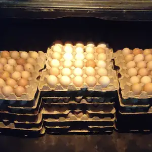 Тухми Ломан браун, Худжанд
