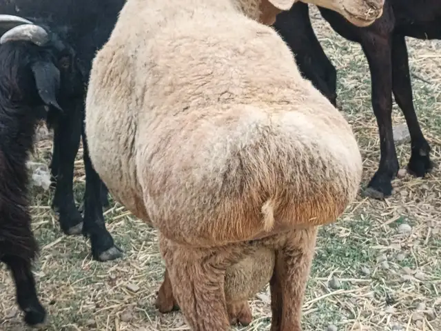 Гусфанд, Душанбе