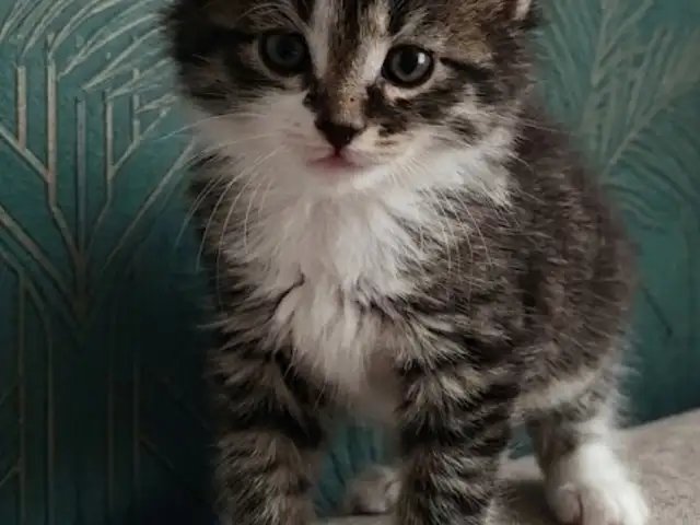 Котенок, Душанбе