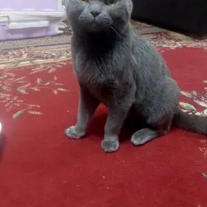 Шотландский кот, Худжанд