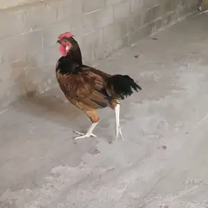 Хурус, Конибодом