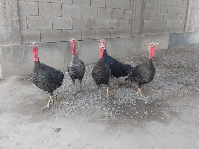 Индюк, Бобоҷон Ғафуров