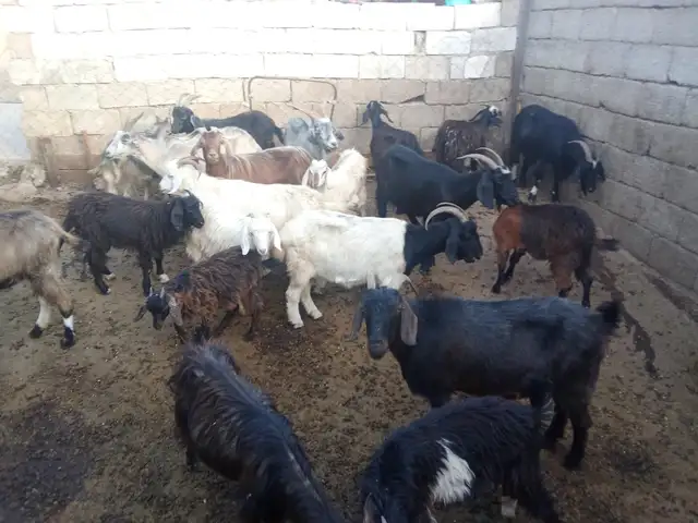 Барра, Душанбе