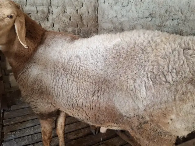 Гусфанд, Хуҷанд