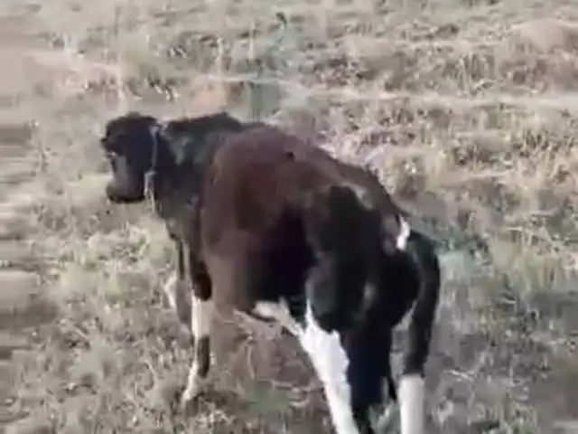 Букачаи зоти, Рӯдакӣ