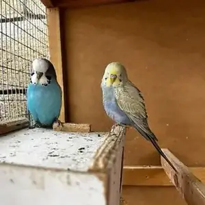 Попугай, Душанбе