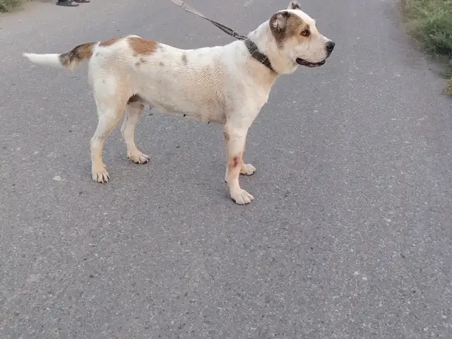 Саги алабаи, Душанбе